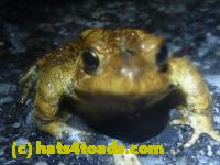 /home//u458753944/public_html/sourcegallery//Roxborough Toad Detour/2013-2019/2014/2014-04-07/P1140914.JPG